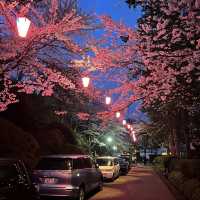 三輪南公園•夜櫻下的浪漫