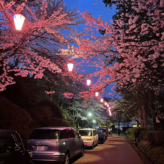 三輪南公園•夜櫻下的浪漫