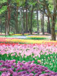 【茨城】まるでキューケンホフ公園⁈