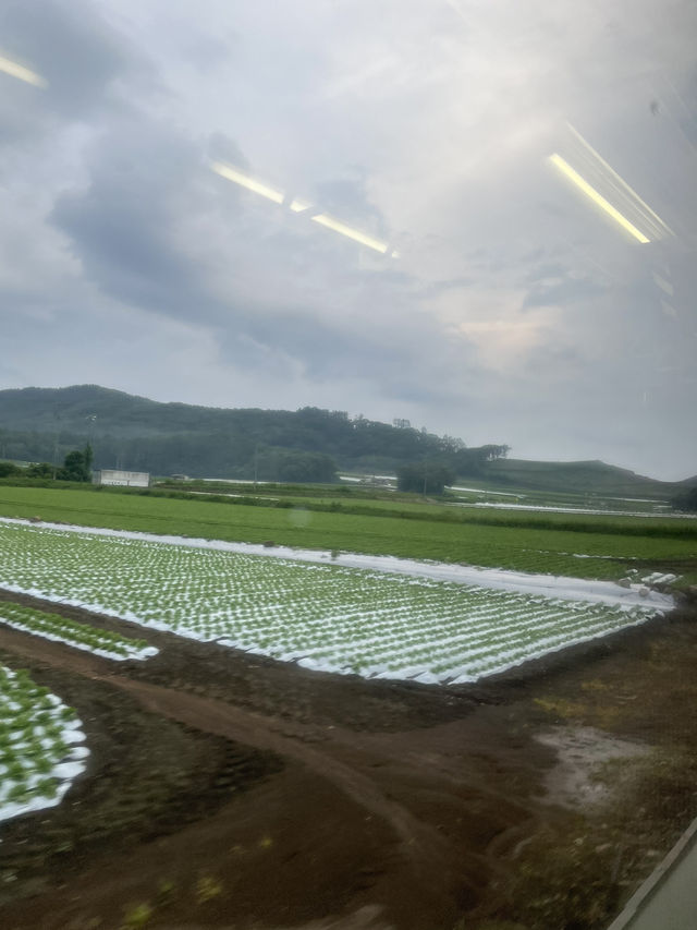 【JR東日本】長野の高原を走るJR小海線
