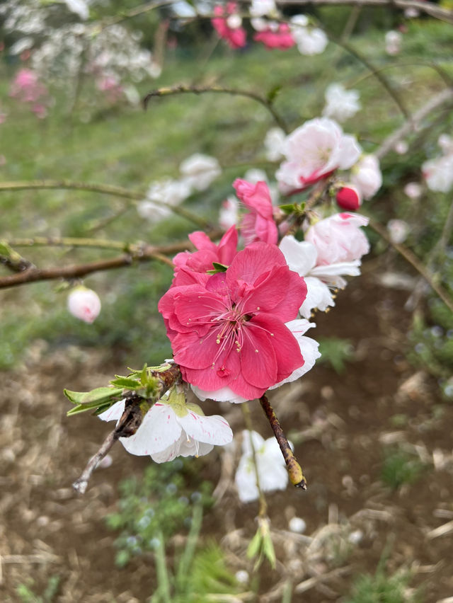 春櫻 仙台
