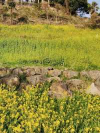 Golden Waves of Spring: Immersing Yourself in the Canola Fields of 엉덩물계곡, Jeju