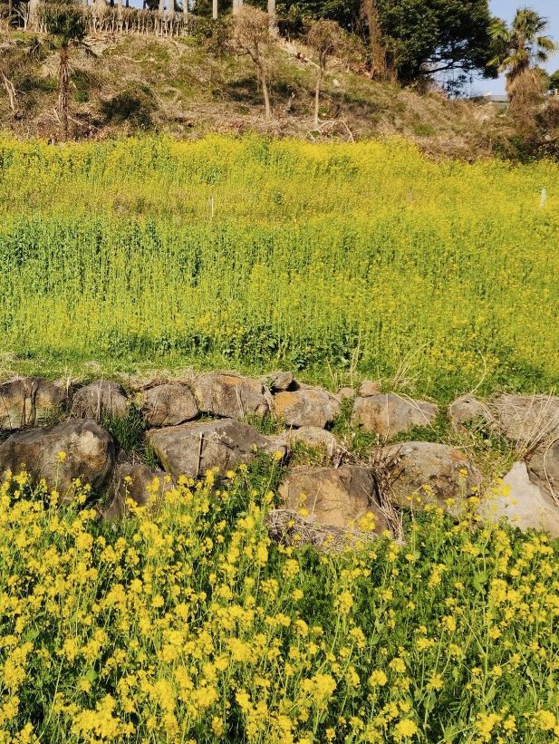 Golden Waves of Spring: Immersing Yourself in the Canola Fields of 엉덩물계곡, Jeju