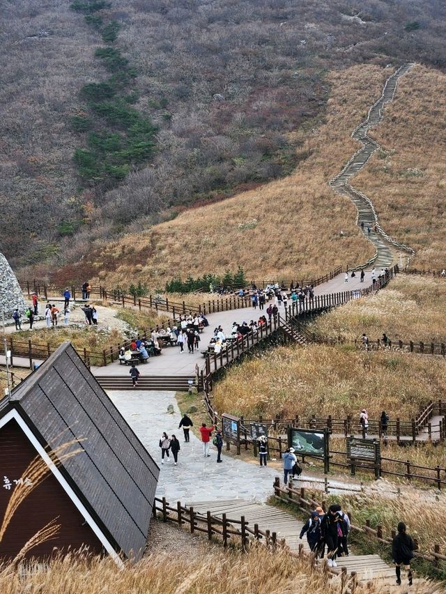 영남알프스의 관문, 가을 억새로 유명한 간월재🍂