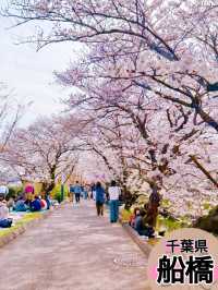 千葉県のイチオシ花見スポット🌸