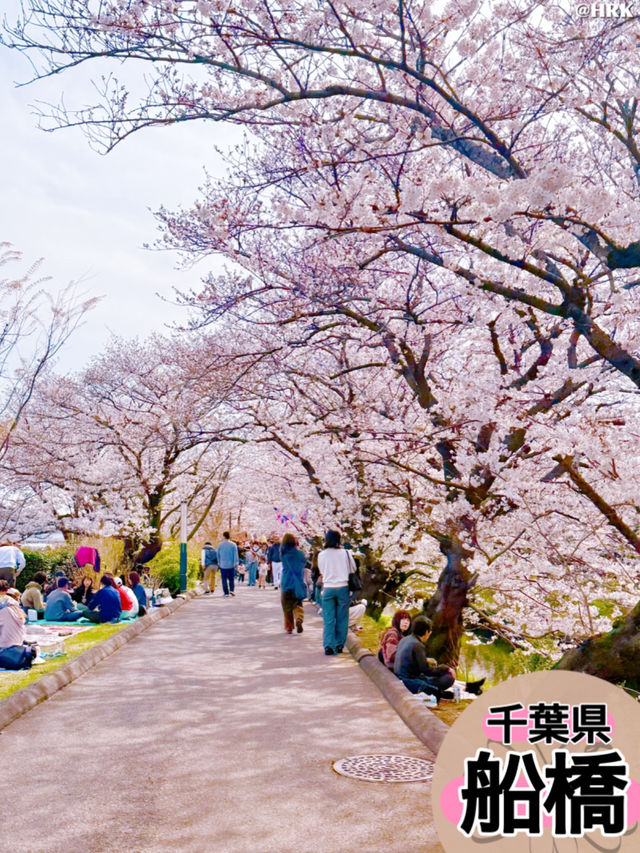 千葉県のイチオシ花見スポット🌸