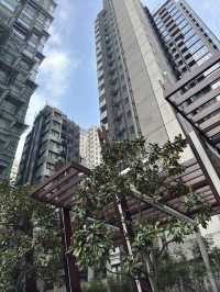 香港｜太古廣場｜紫花風鈴木偽櫻花