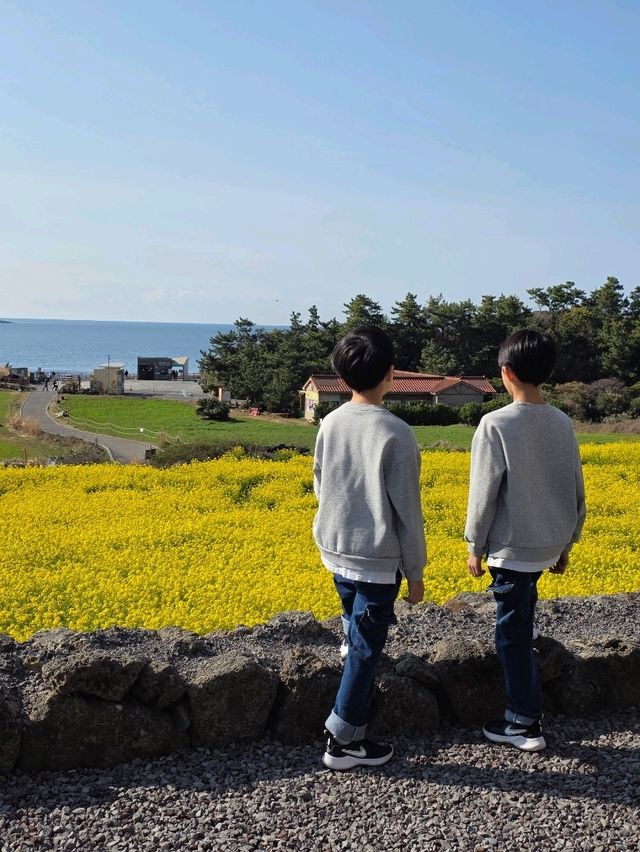산방산 유채꽃 카페