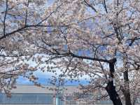 A Day Trip to Towada City, Aomori: Sakura Viewing Along the Official Avenue