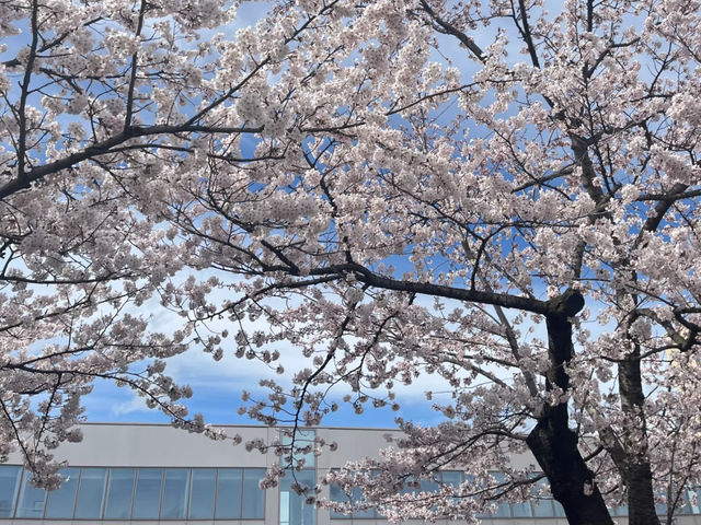 A Day Trip to Towada City, Aomori: Sakura Viewing Along the Official Avenue