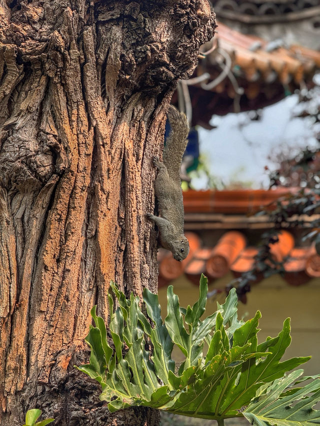 Spring Reflections in the City: A Stroll Through Kunming’s Green Lake Park