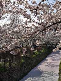 Chill Walk and a Whole Lotta Petals
