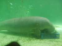 日本ではここにしかいないラッコ　鳥羽水族館
