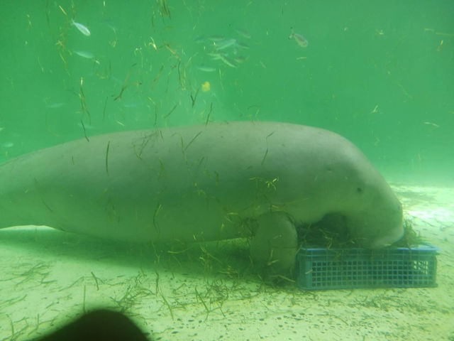 日本ではここにしかいないラッコ　鳥羽水族館