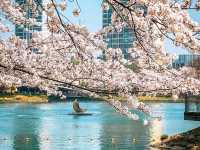 Title: Spring Magic in Seoul – Yeouido Cherry Blossom Festival
