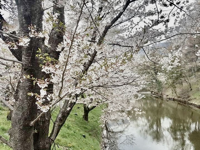 長野縣賞櫻購物ㄧ日遊