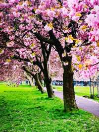Edinburgh sakura