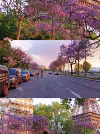 Springtime in Paris: Wisteria Blossoms Under the Eiffel Tower at Sunset 🌸🌅