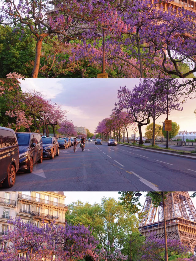 Springtime in Paris: Wisteria Blossoms Under the Eiffel Tower at Sunset 🌸🌅