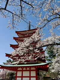 CHERRY BLOSSOMS WITH A VIEW | KAWAGUCHIKO PARK AND MOUNT FUJI
