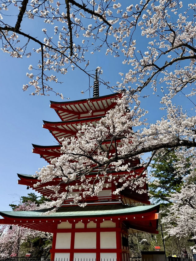 CHERRY BLOSSOMS WITH A VIEW | KAWAGUCHIKO PARK AND MOUNT FUJI