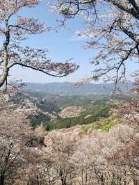 MOUNT YOSHINO | JAPAN’S SACRED SEA OF CHERRY BLOSSOMS