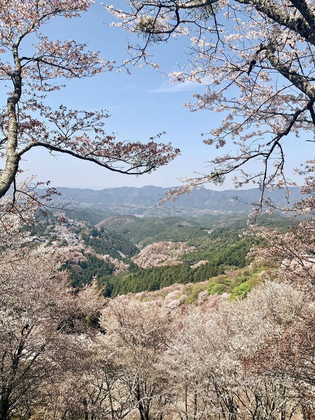 MOUNT YOSHINO | JAPAN’S SACRED SEA OF CHERRY BLOSSOMS