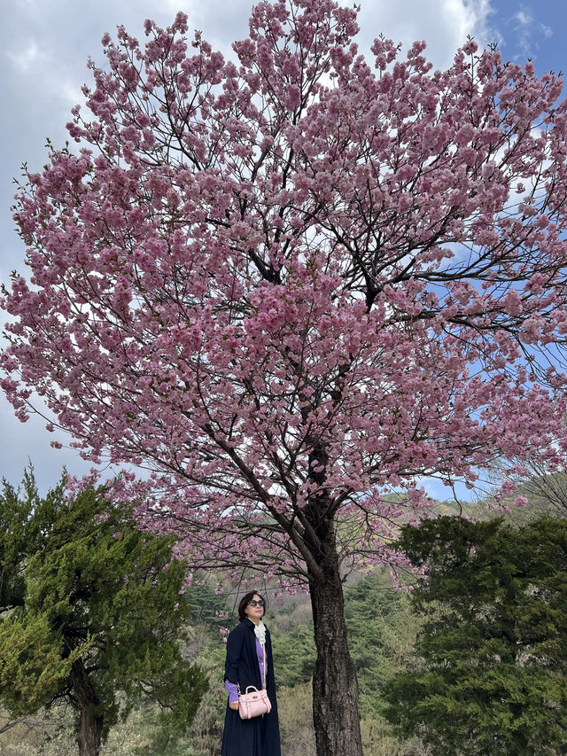 겹벚꽃보러 각원사로 오세요