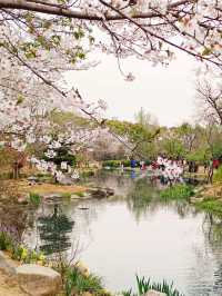 Cherry blossoms in China🇨🇳?  Yes, please! 🌸