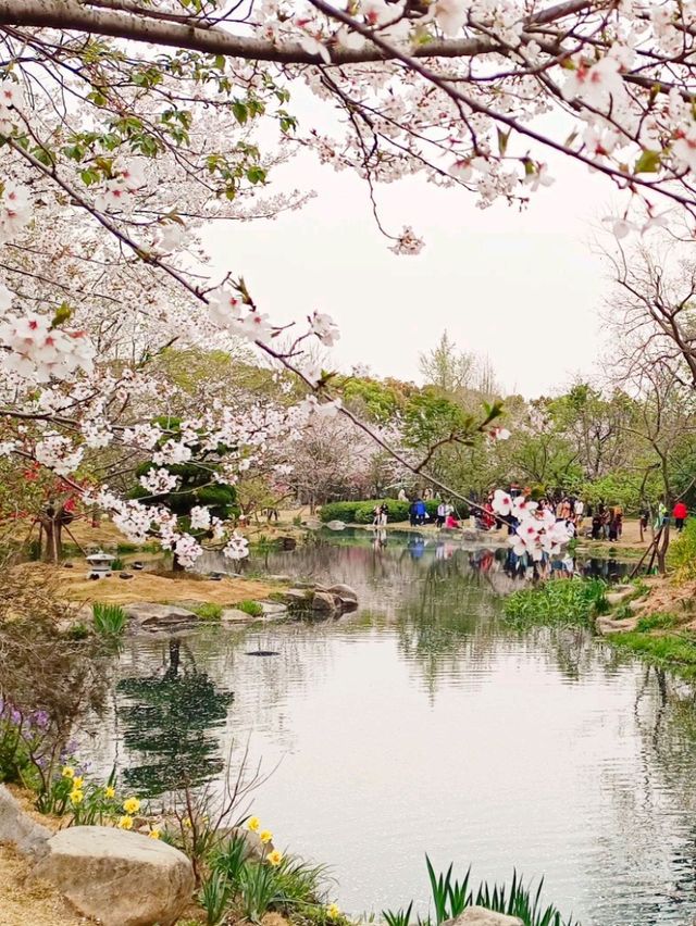 Cherry blossoms in China🇨🇳?  Yes, please! 🌸