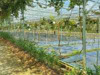 Perak, Gopeng | New Hot Spot: Kyoho Grape Vineyard 
