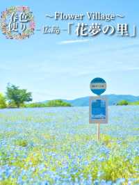 青とピンクの絶景絨毯で夢のような映え写真体験💙🌸※観光攻略情報付き