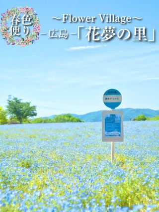 A dreamlike photo experience with a carpet of blue and pink scenery💙🌸 *Tourist tips included