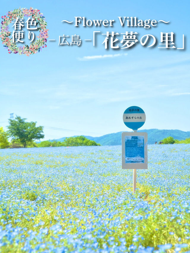 青とピンクの絶景絨毯で夢のような映え写真体験💙🌸※観光攻略情報付き