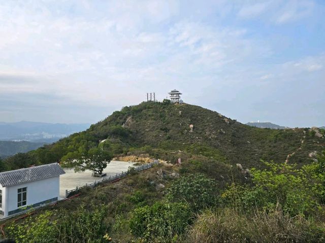Mountain Phoenix