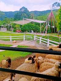 ลานสกาฟาร์มแกะ (Lansaka Sheep Farm)