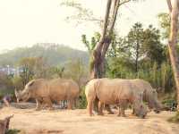 2025全新開幕🦒清遠長隆森林王國，遇見非洲