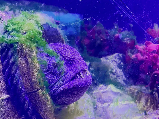 橫濱🇯🇵 八景島水族館