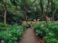 ไฮเดรนเยียบานแล้ว…ใจกลางเมืองฟุกุโอกะ🌿🌸