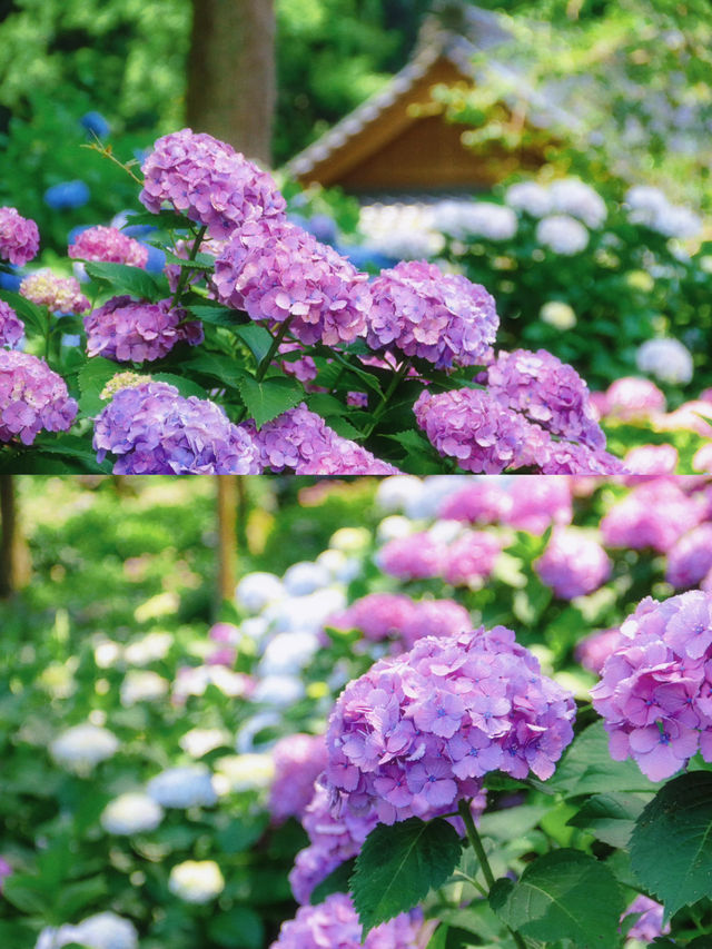 ทุ่งดอกไฮเดรนเยียที่สวยที่สุดใน Fukuoka 🩵🇯🇵