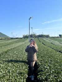 Jeju’s Innisfree Café & Green Tea Fields – A Dreamy Stop for Beauty Lovers and Nature Seekers