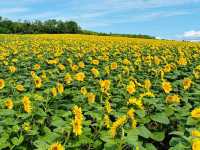 Hokuryu Sunflower Village