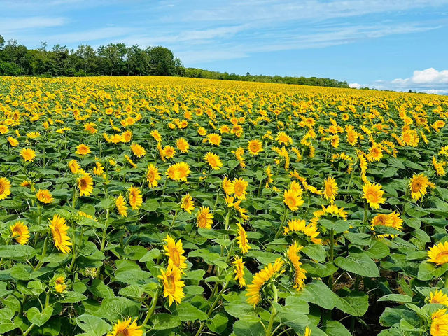 Hokuryu Sunflower Village