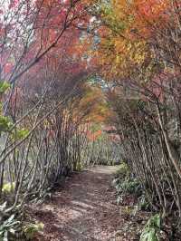 【まるでジブリの世界🌲丸山公園“トトロの森”で紅葉トンネル散歩】