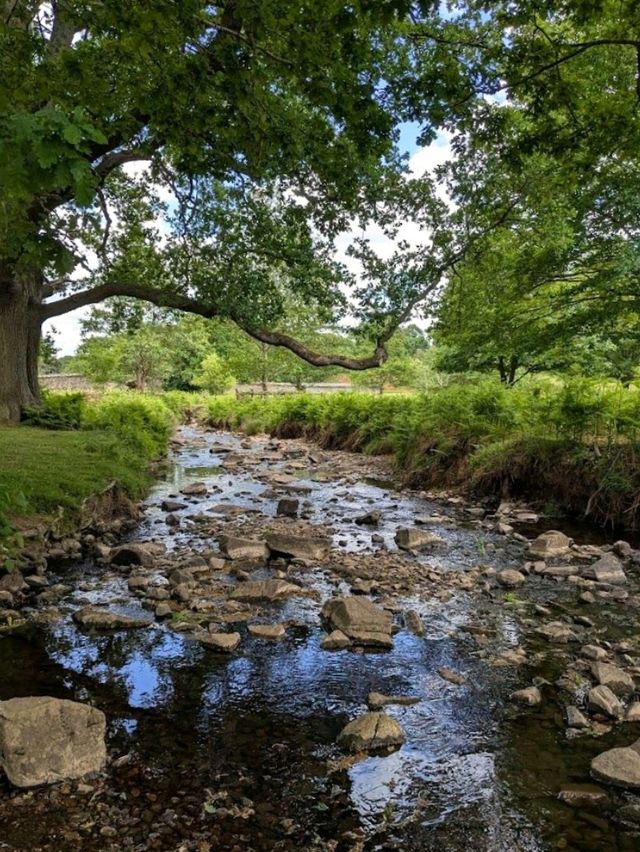 Bradgate Park