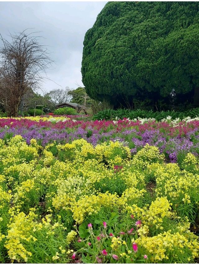 Spring @ Fukuoka 