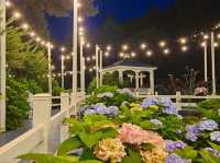 Dawn approaches with full bloom of hydrangeas