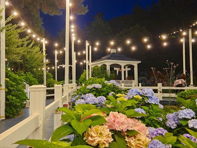 Dawn approaches with full bloom of hydrangeas