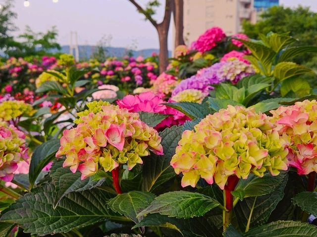 As dawn comes by, the hydrangeas blossomed in full glare