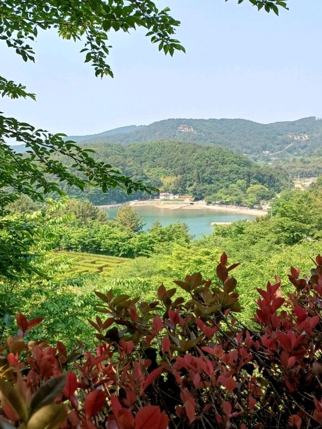 바다와 숲을 품은 데크 산책로, 온 가족 힐링 산책길 🌿🪑